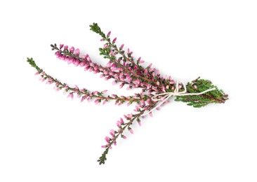 Bunch of heather branches with beautiful flowers isolated on white, top view