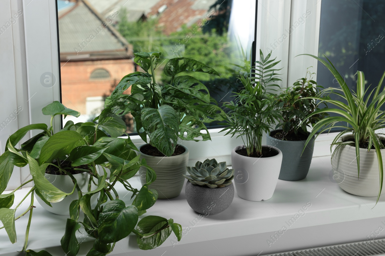 Photo of Different beautiful potted houseplants on window sill indoors