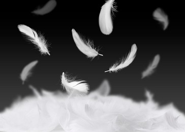 Image of Fluffy bird feathers falling on black background