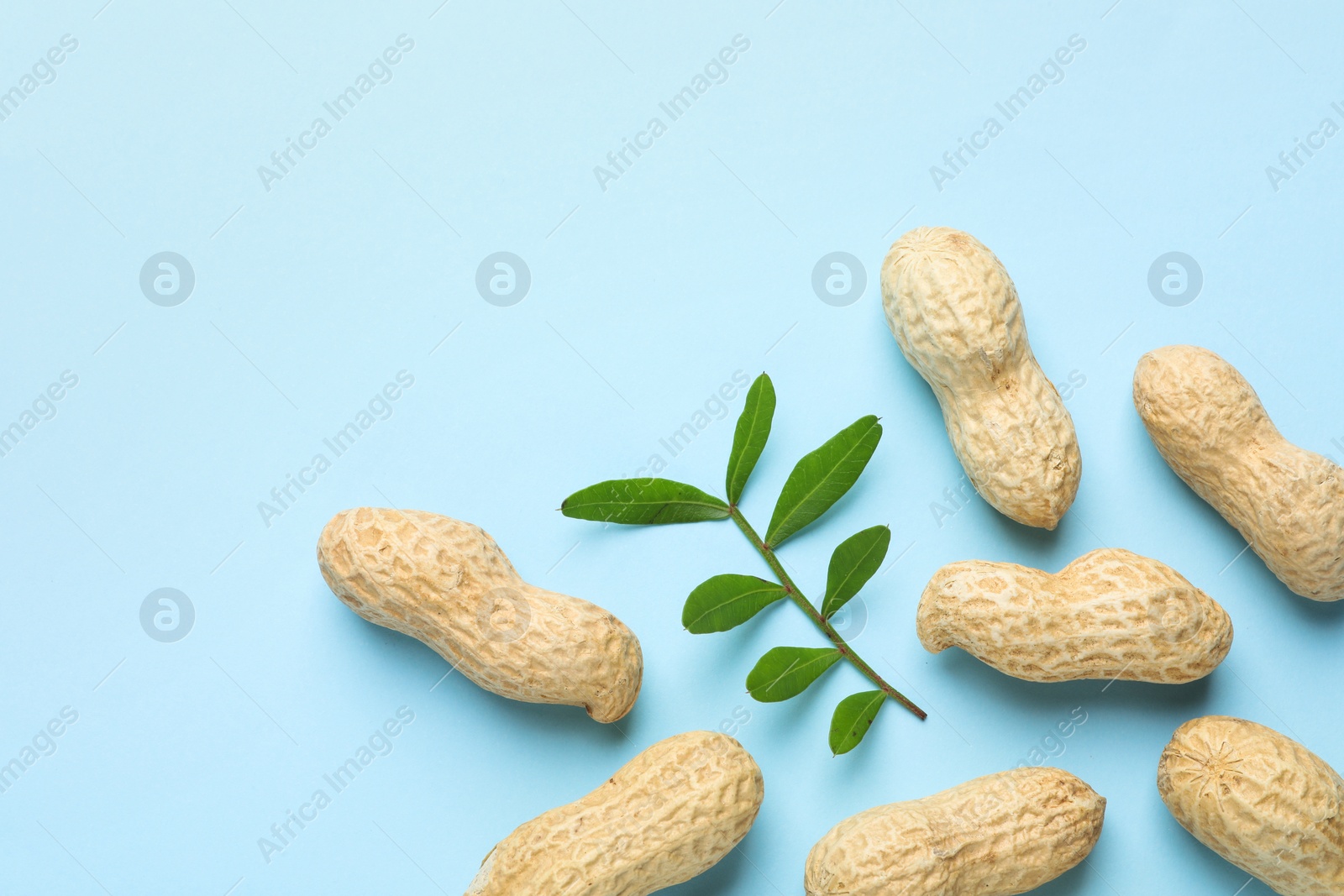 Photo of Fresh unpeeled peanuts and twig on light blue background, flat lay. Space for text