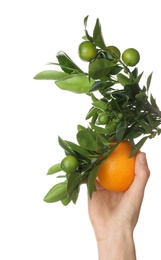 Woman picking ripe orange from branch on white background, closeup