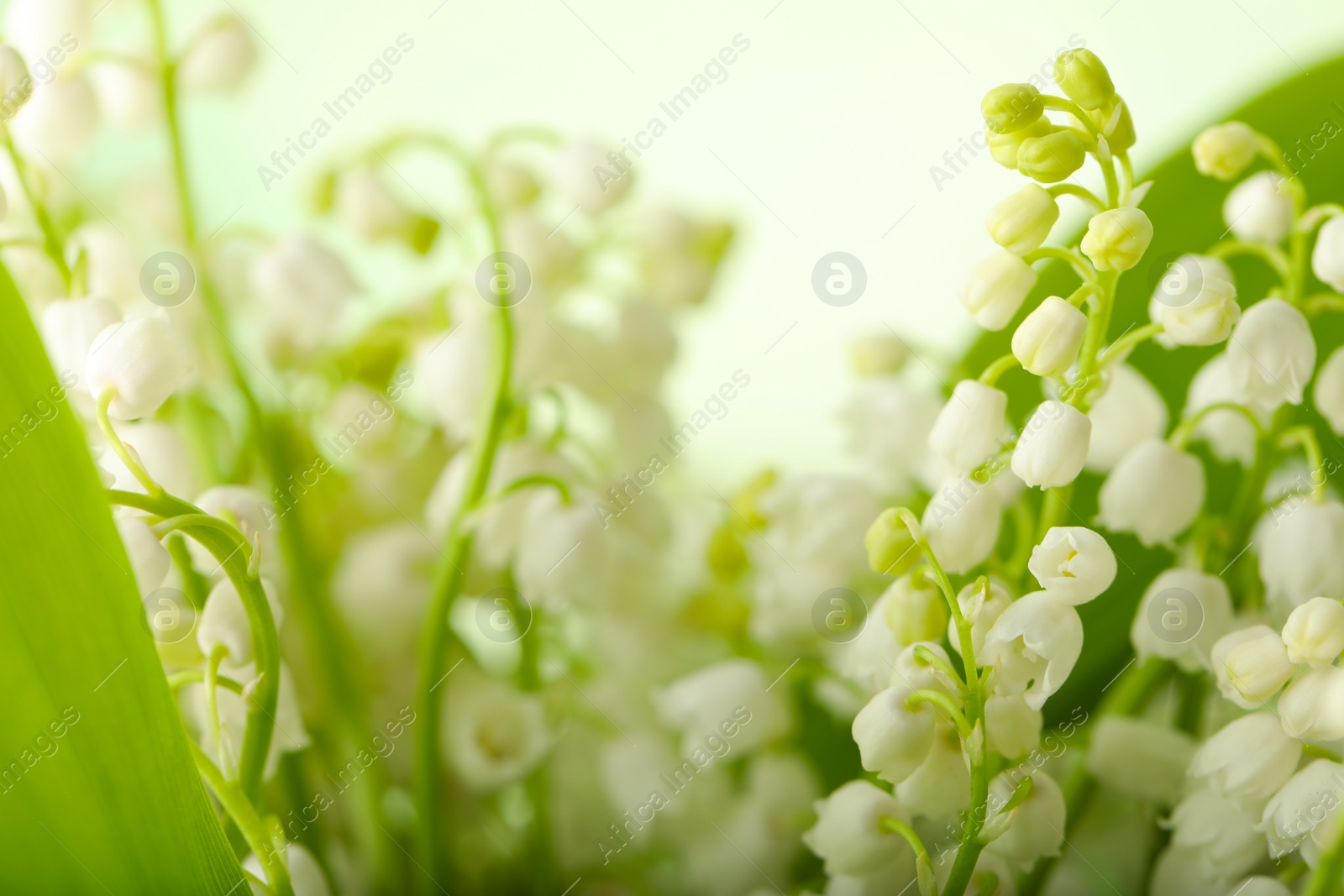 Photo of Beautiful lily of the valley flowers on light background, closeup. Space for text