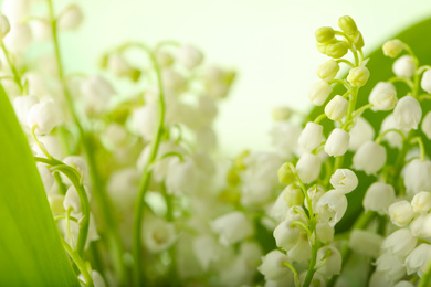 Beautiful lily of the valley flowers on light background, closeup. Space for text