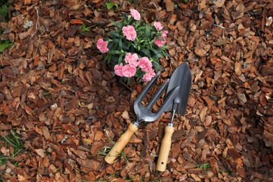Photo of Beautiful flowers mulched with bark chips, fork and trowel, top view