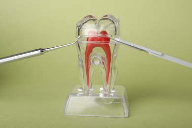 Photo of Tooth model and dental tools on green background