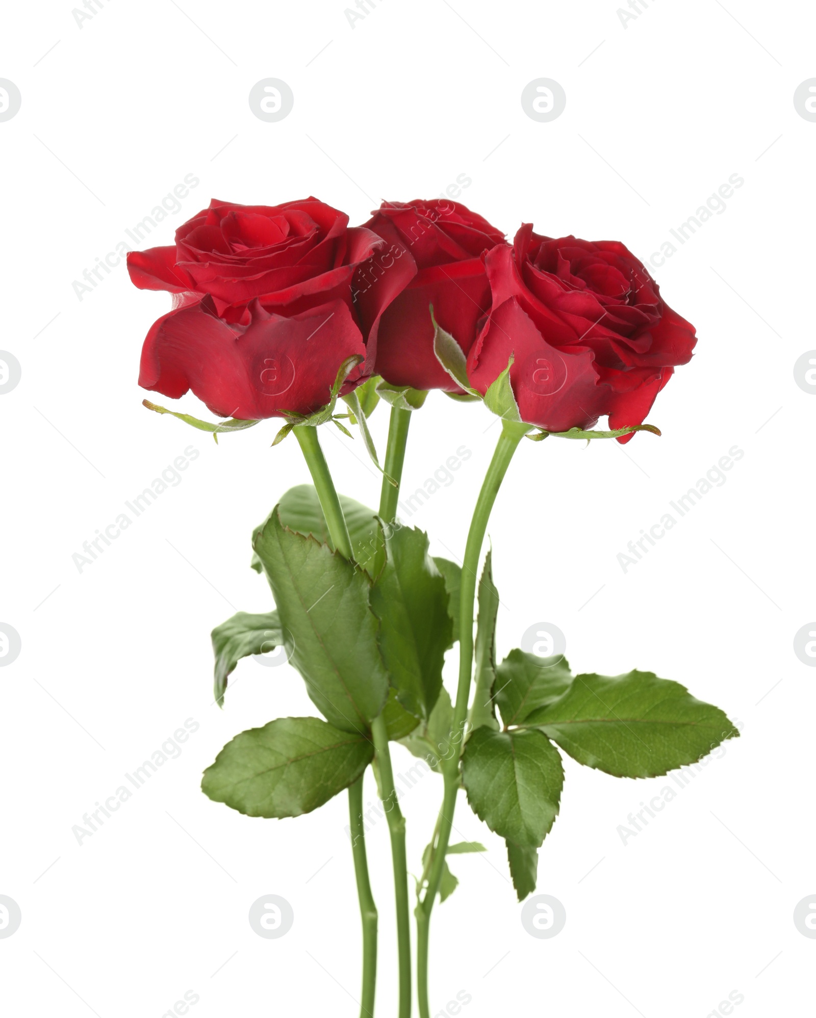 Photo of Beautiful red roses on white background. Funeral symbol