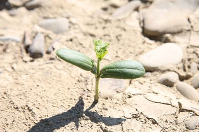 Photo of Seedling growing in dry soil outdoors, closeup