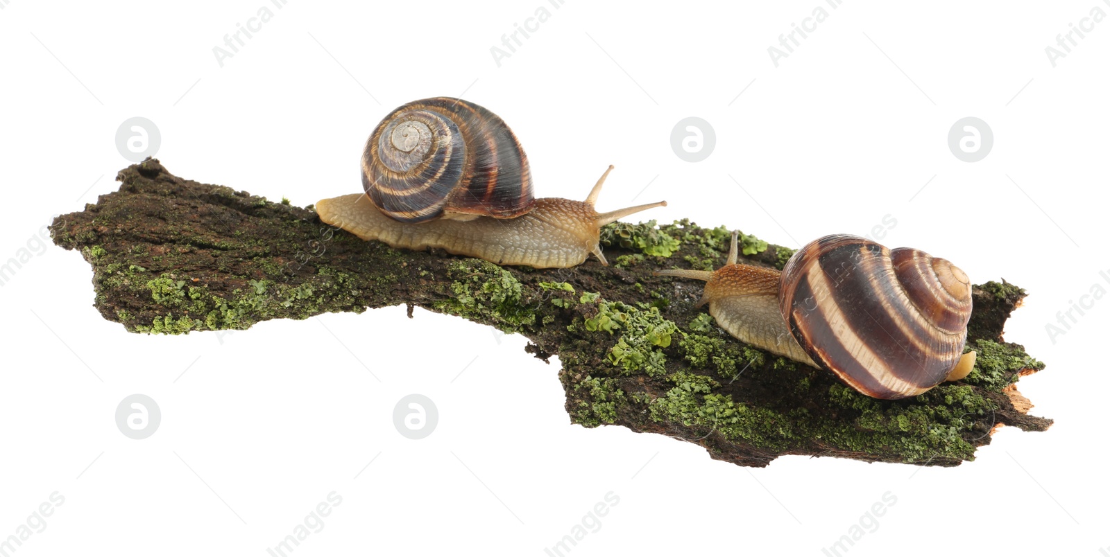 Photo of Common garden snails crawling on tree bark against white background