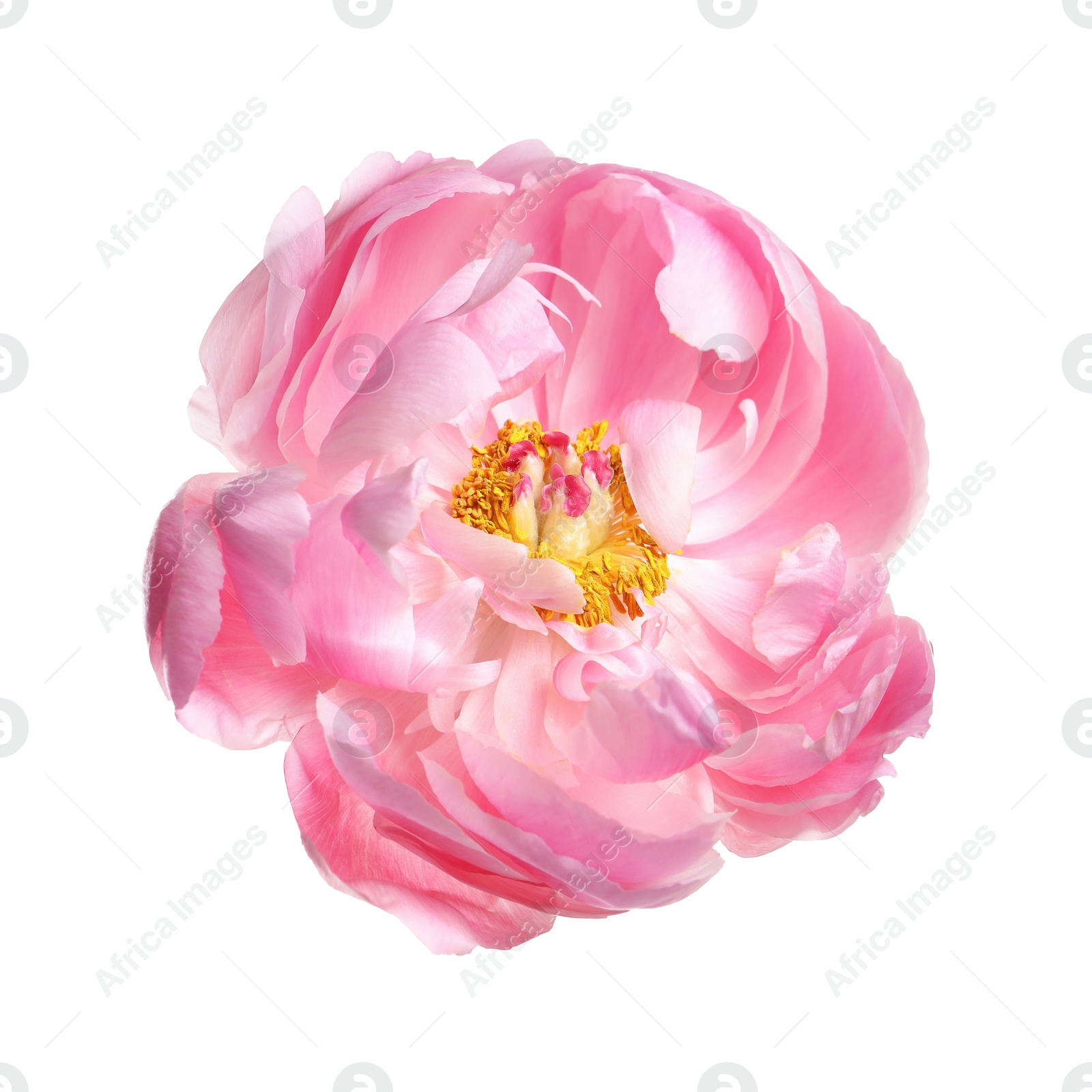 Photo of Beautiful pink peony flower isolated on white