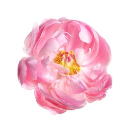 Beautiful pink peony flower isolated on white