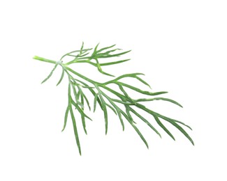 Photo of One sprig of fresh dill isolated on white