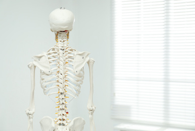 Photo of Artificial human skeleton model near window indoors, back view. Space for text