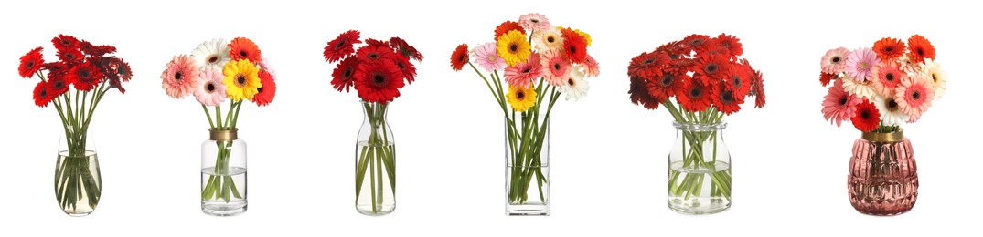 Collage with beautiful bright gerbera flowers in glass vases on white background. Banner design