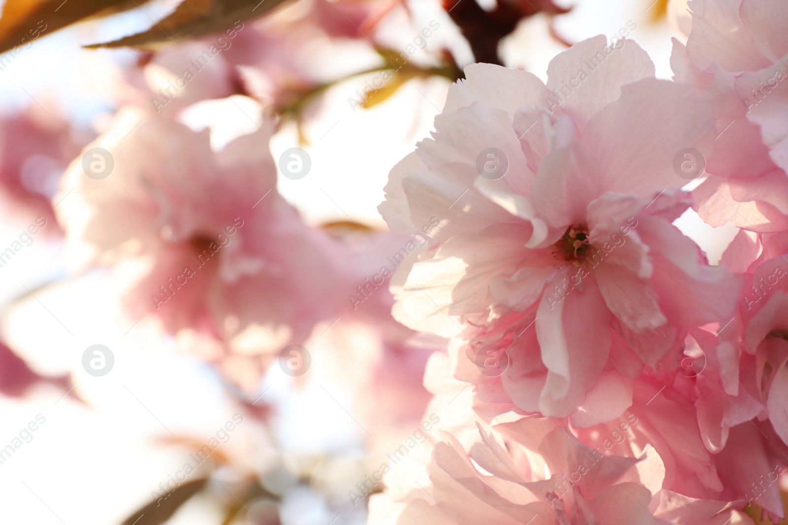 Photo of Blossoming pink sakura tree outdoors on spring day, closeup