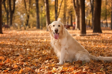 Photo of Funny Golden retriever in beautiful autumn park
