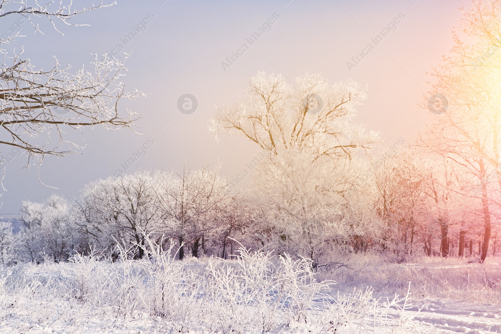 Image of Amazing winter morning. Beautiful forest covered with snow