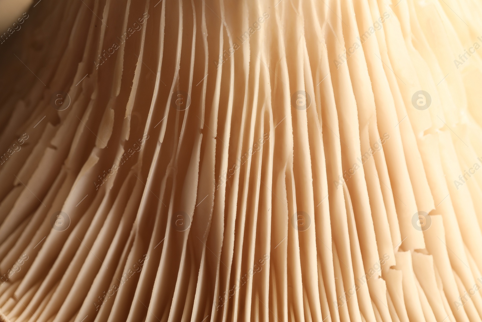 Photo of Macro photo of oyster mushroom as background