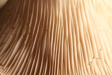 Photo of Macro photo of oyster mushroom as background
