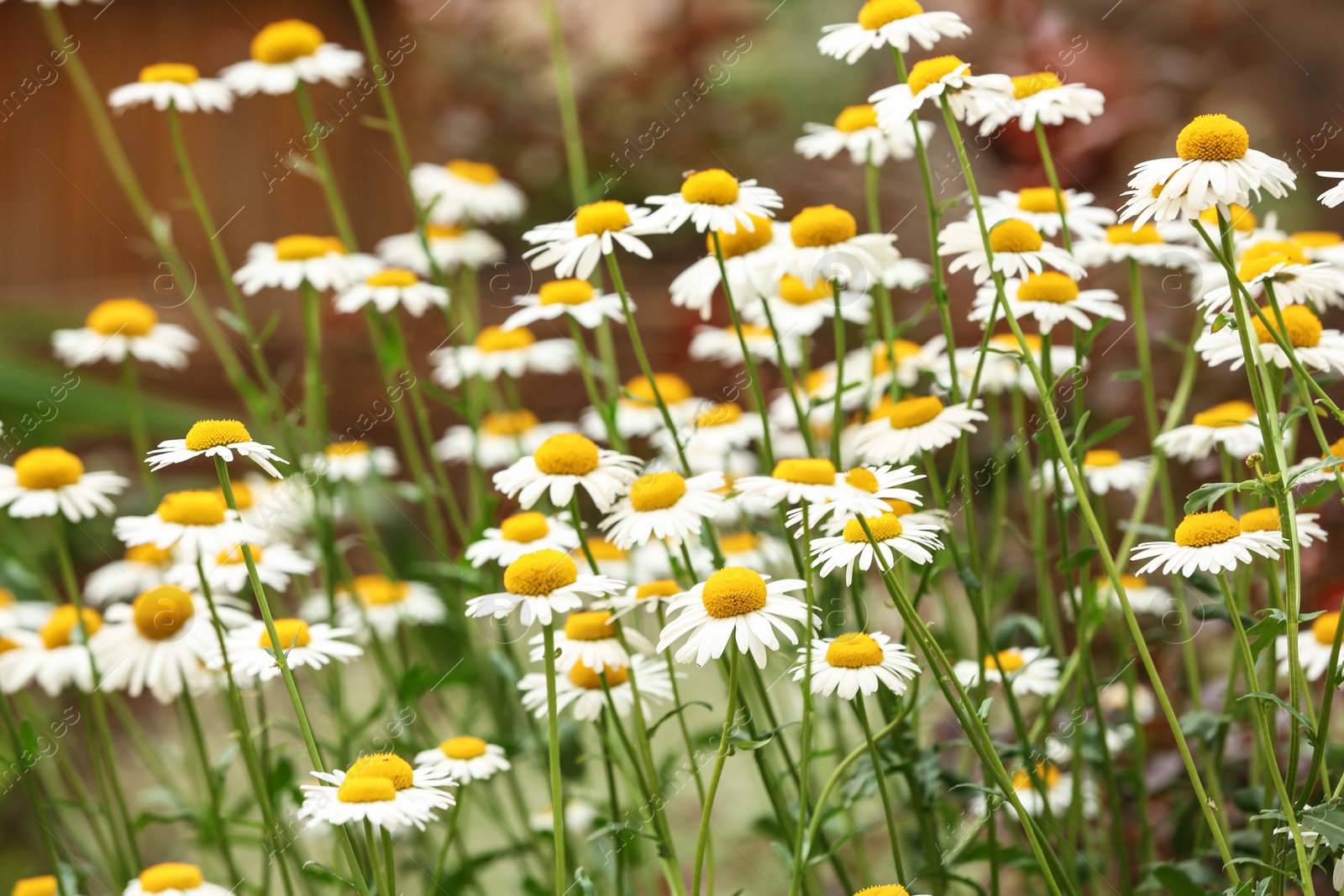 Photo of Beautiful spring flowers in garden on sunny day