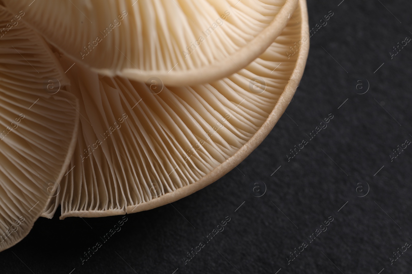 Photo of Fresh oyster mushrooms on black background, macro view