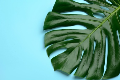 Beautiful monstera leaf on light blue background, top view. Tropical plant