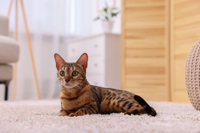 Photo of Cute Bengal cat lying on carpet at home. Adorable pet