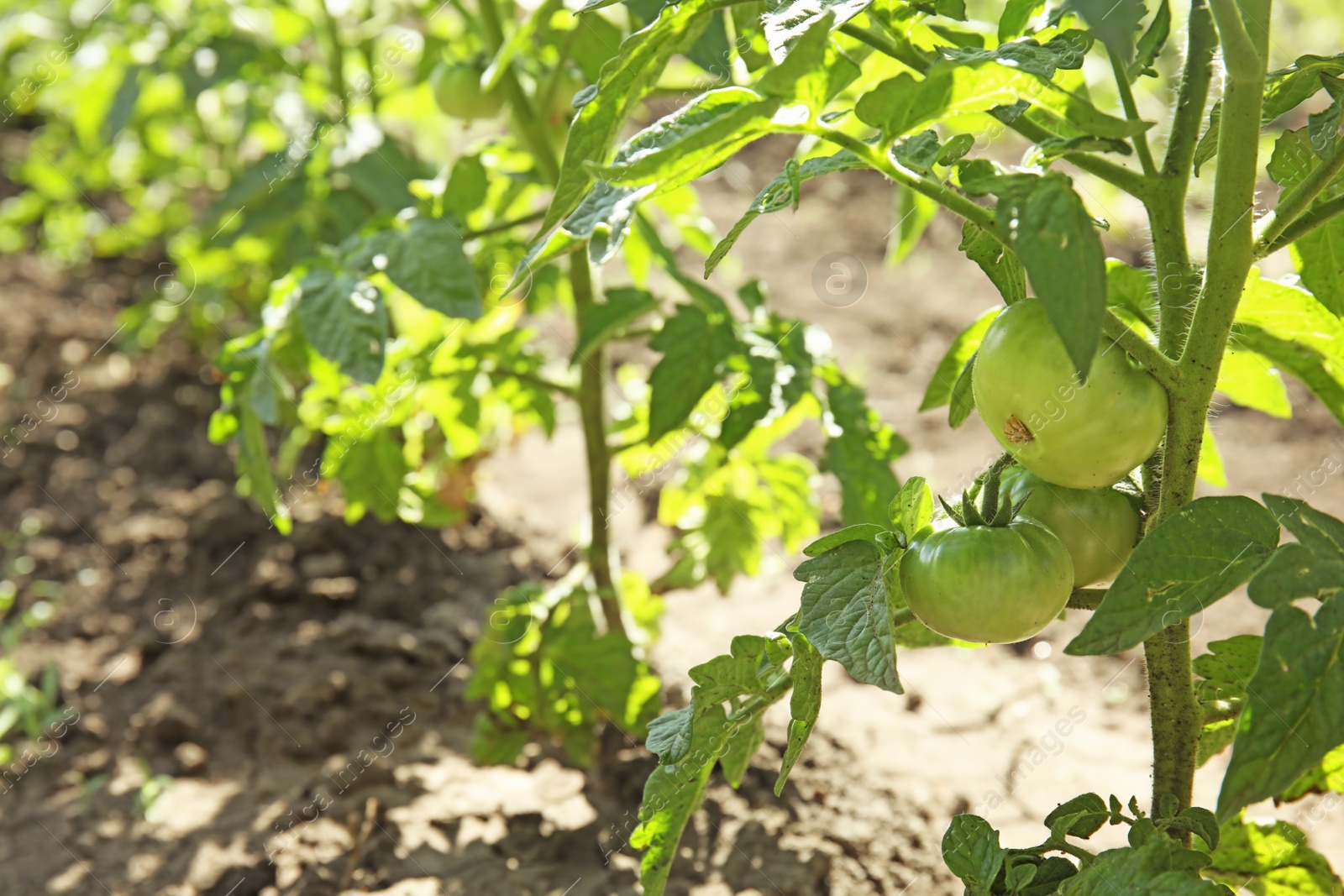 Photo of Green plant with unripe tomatoes in garden