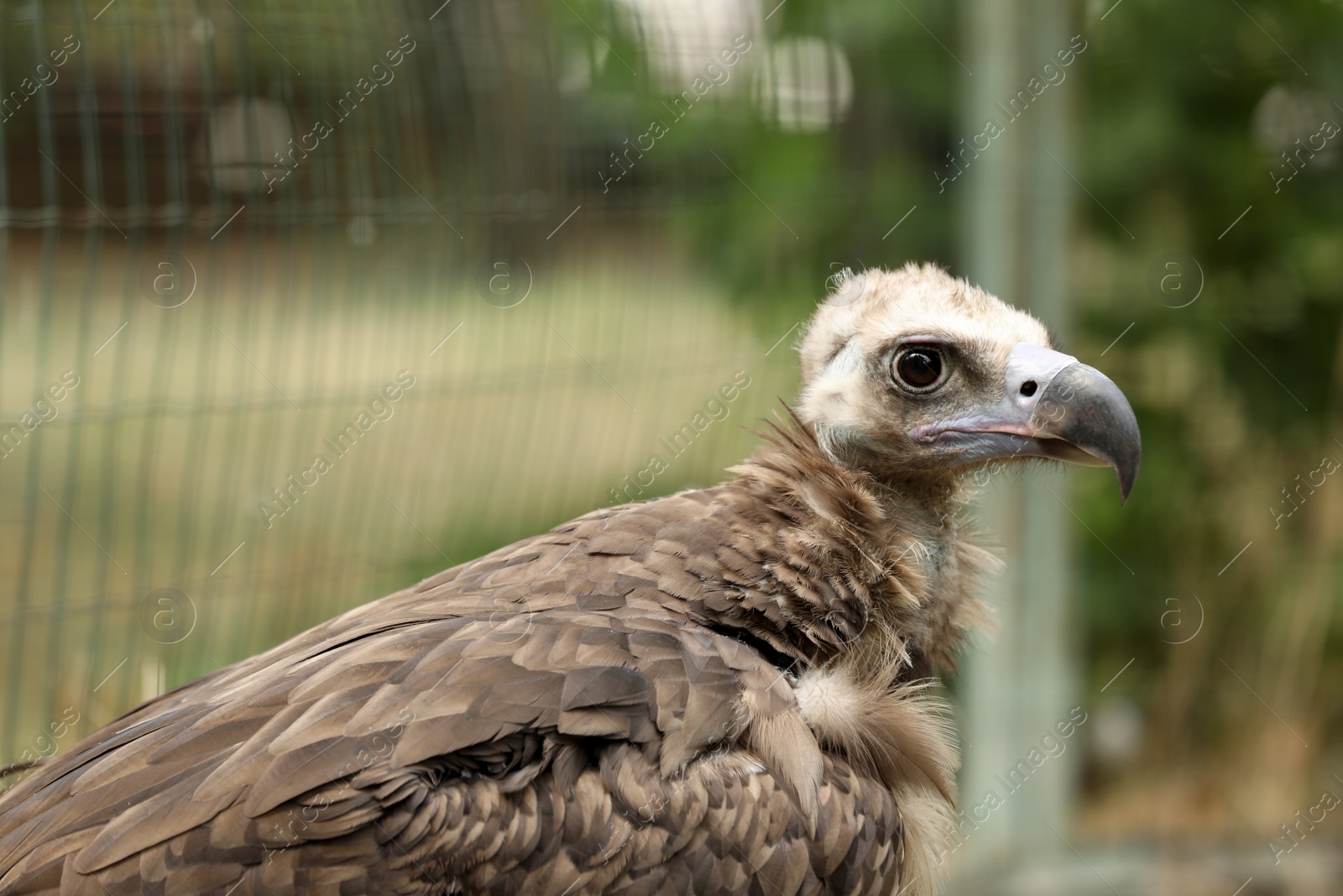 Photo of Beautiful Eurasian griffon vulture in zoo enclosure, space for text