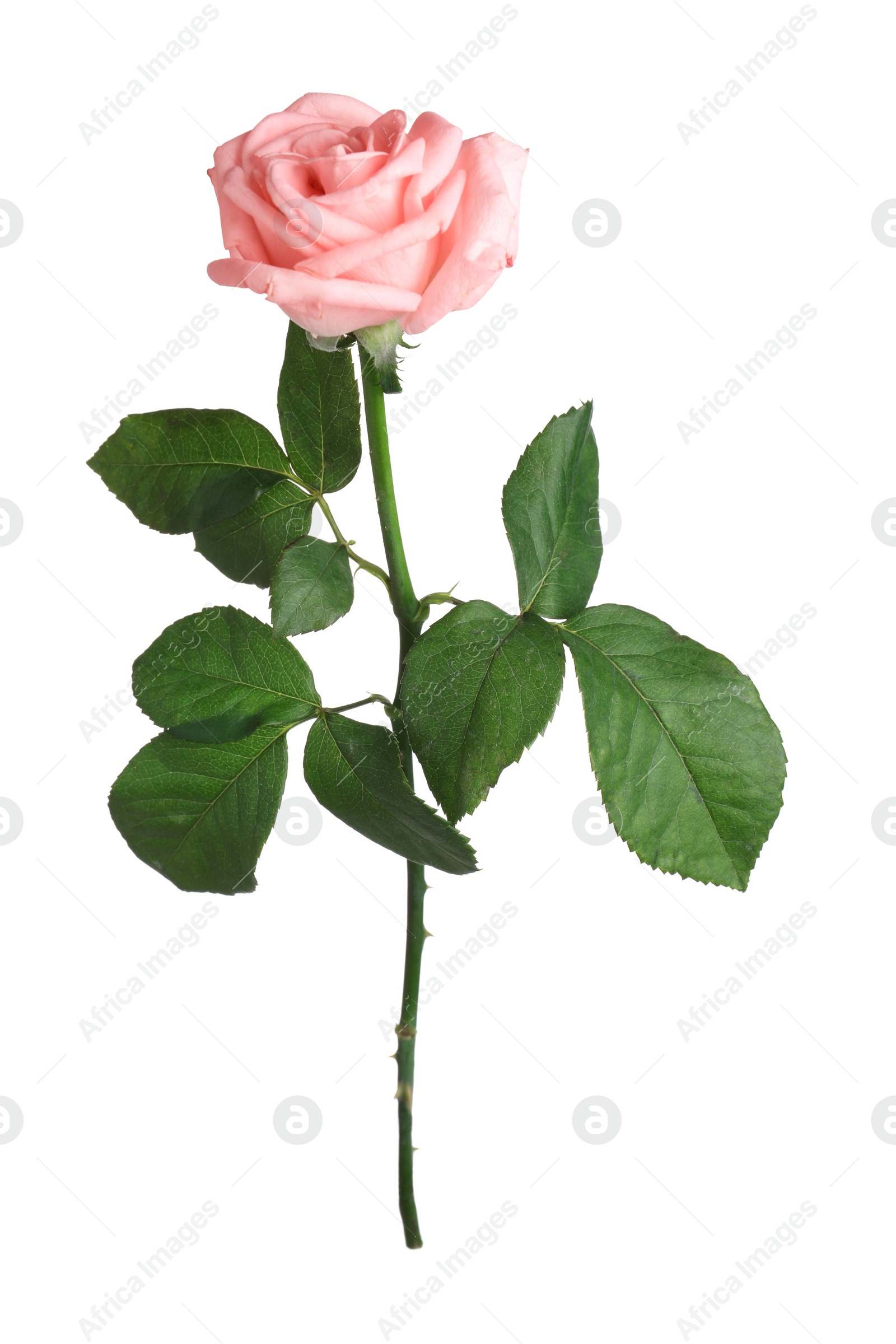 Photo of Blooming pink rose isolated on white. Beautiful flower