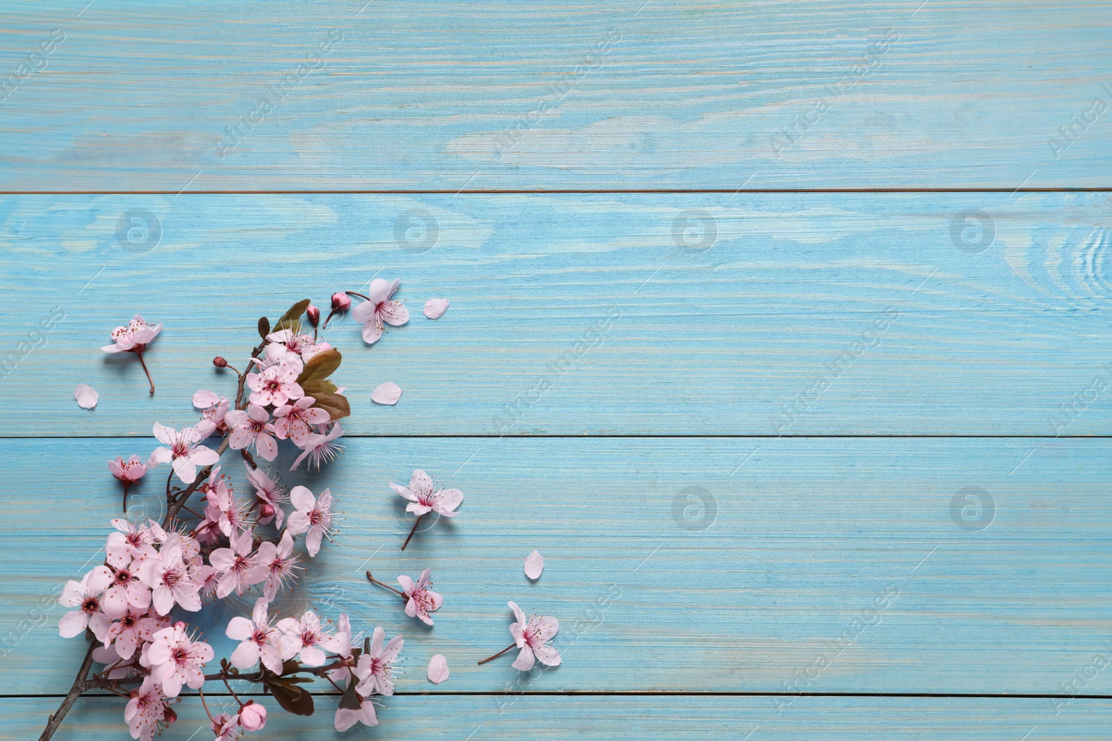 Photo of Blossoming spring tree branch on light blue wooden table, flat lay. Space for text
