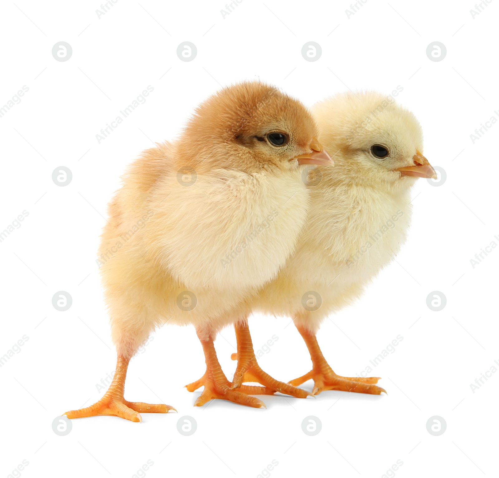 Photo of Cute chicks isolated on white. Baby animals