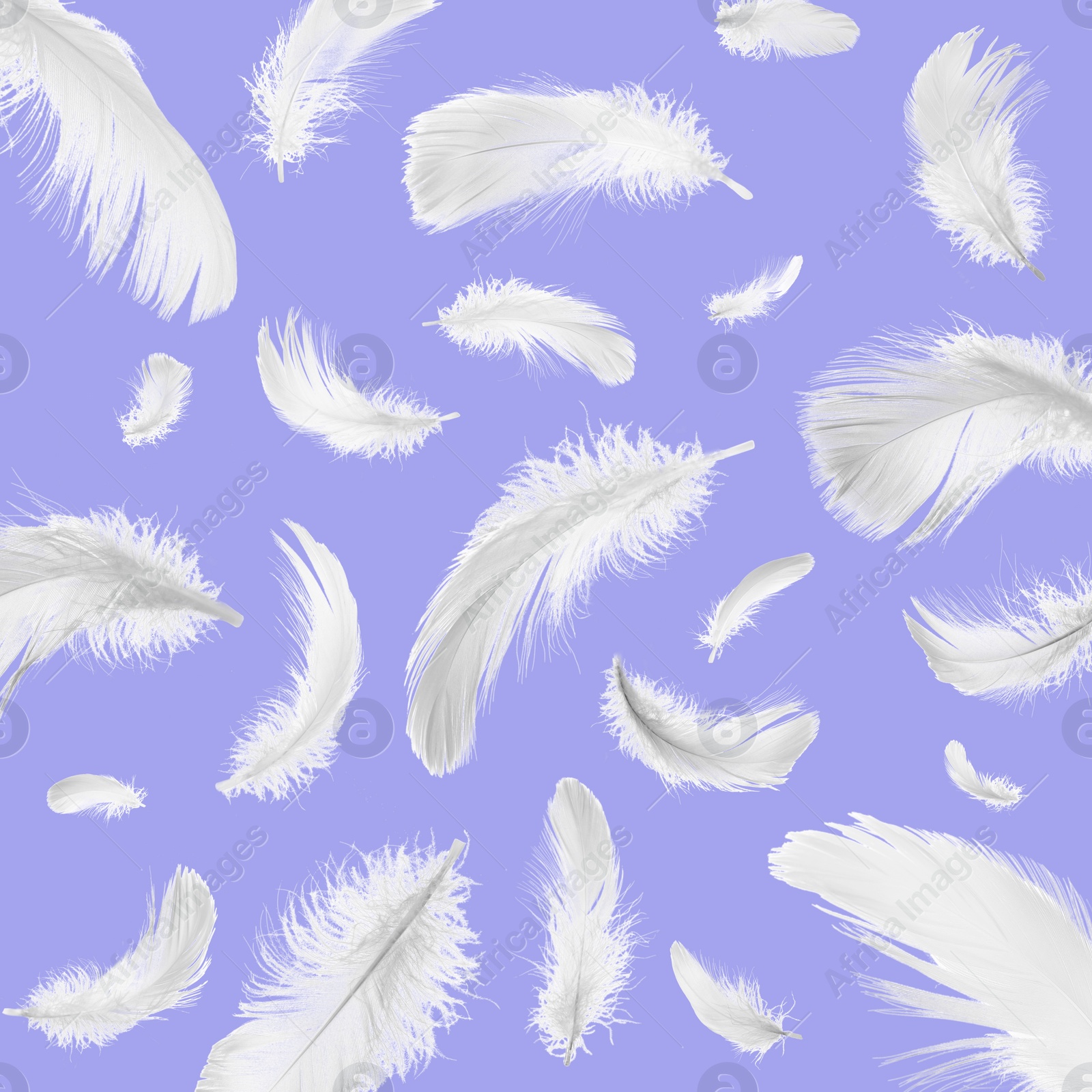 Image of Fluffy bird feathers falling on violet blue background