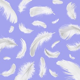 Image of Fluffy bird feathers falling on violet blue background
