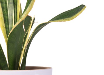 Photo of Potted houseplant with damaged leaves on white background, closeup