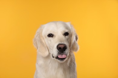 Photo of Cute Labrador Retriever showing tongue on orange background