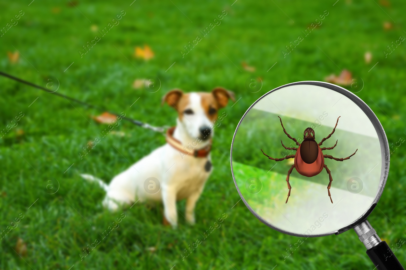 Image of Cute dog outdoors and illustration of magnifying glass with tick, selective focus