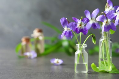 Photo of Beautiful wood violets on grey table, space for text. Spring flowers