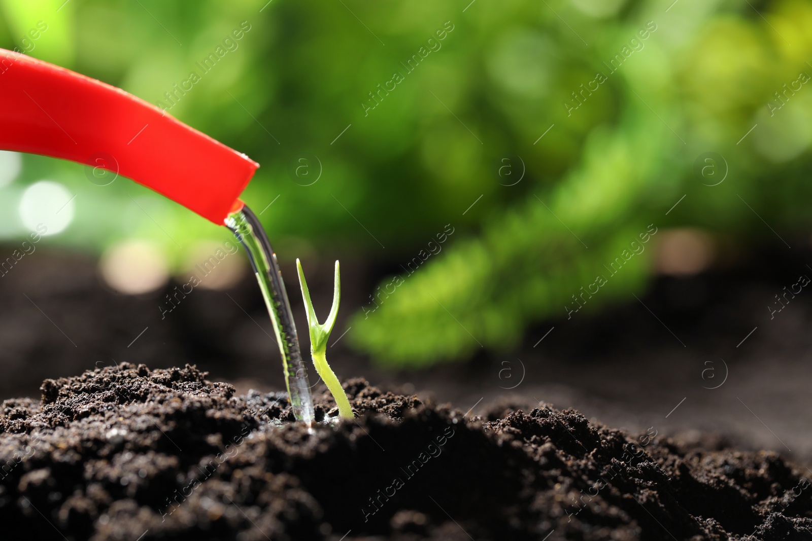 Photo of Watering little green seedling in soil, closeup. Space for text