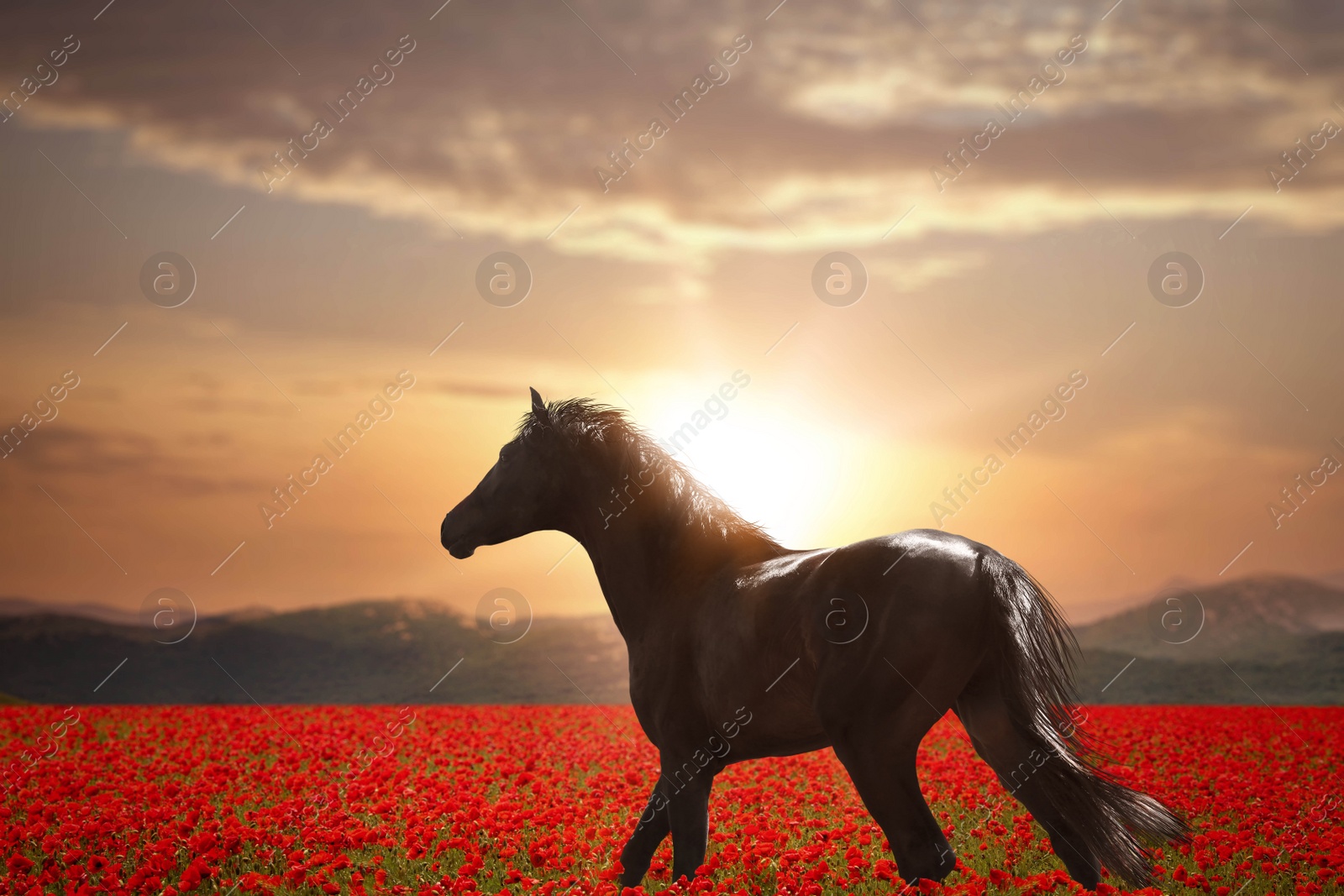 Image of Beautiful horse walking in poppy field near mountains at sunset