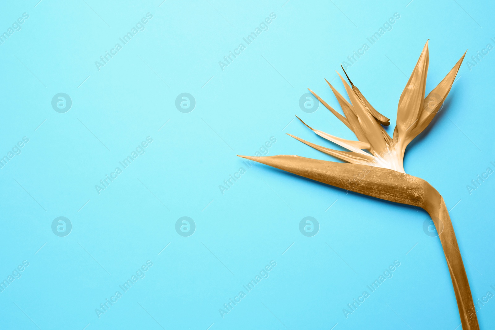 Image of Golden Bird of Paradise flower on light blue background, top view. Space for text