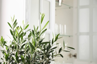 Photo of Beautiful olive tree branches near cupboard indoors, closeup