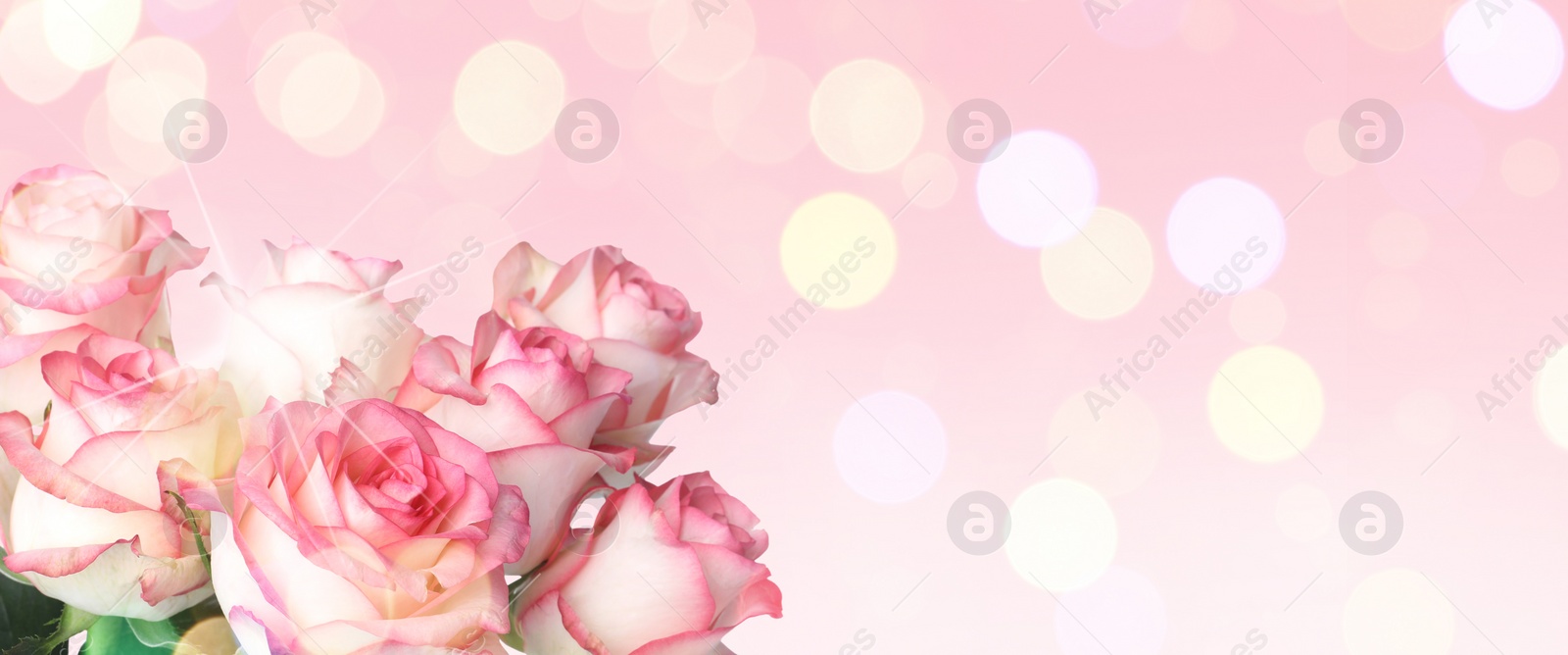 Image of Bouquet of beautiful roses on pink background, space for text. Banner design