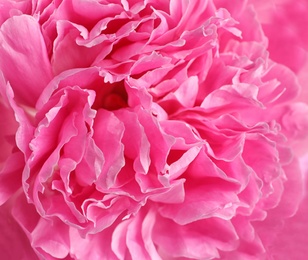 Photo of Beautiful fresh peony flower as background, closeup