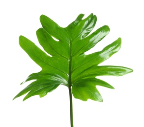 Beautiful tropical Philodendron leaf on white background