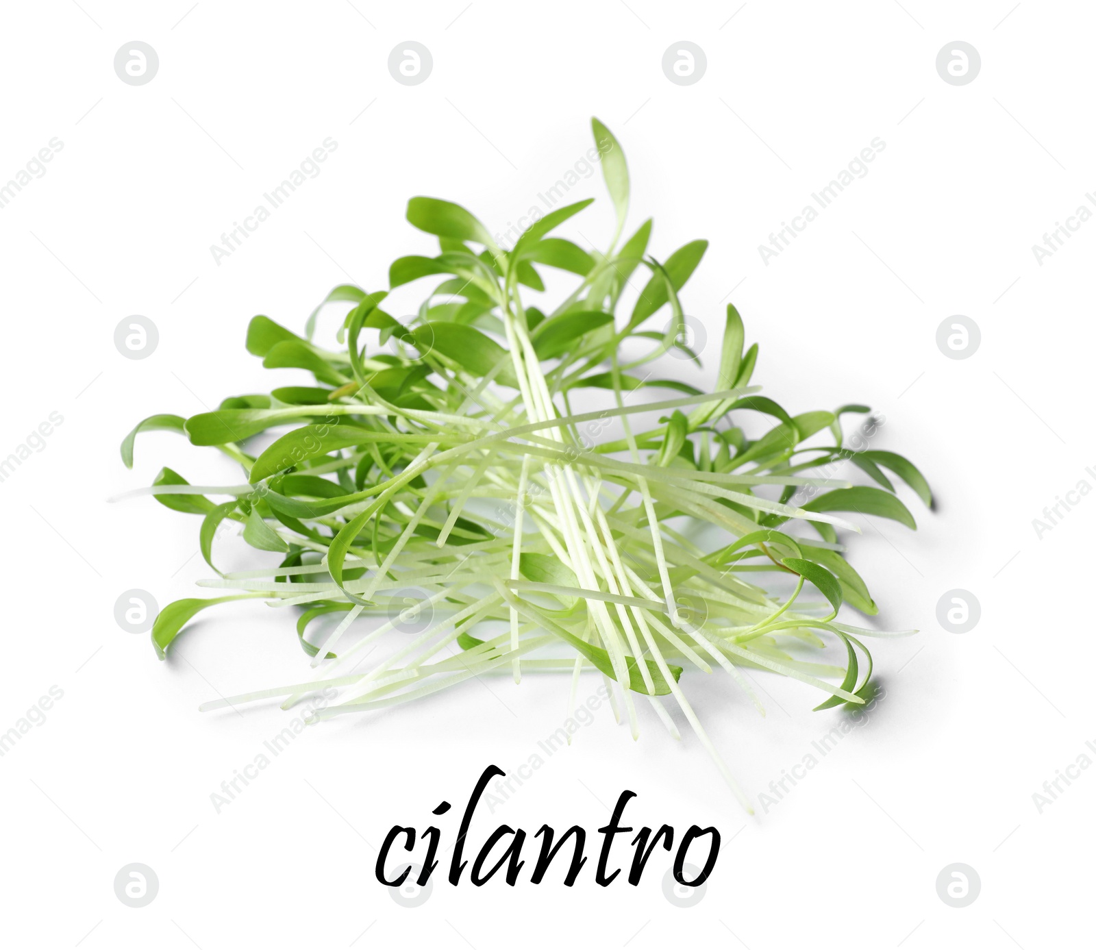 Image of Pile of fresh microgreen isolated on white