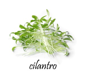 Image of Pile of fresh microgreen isolated on white