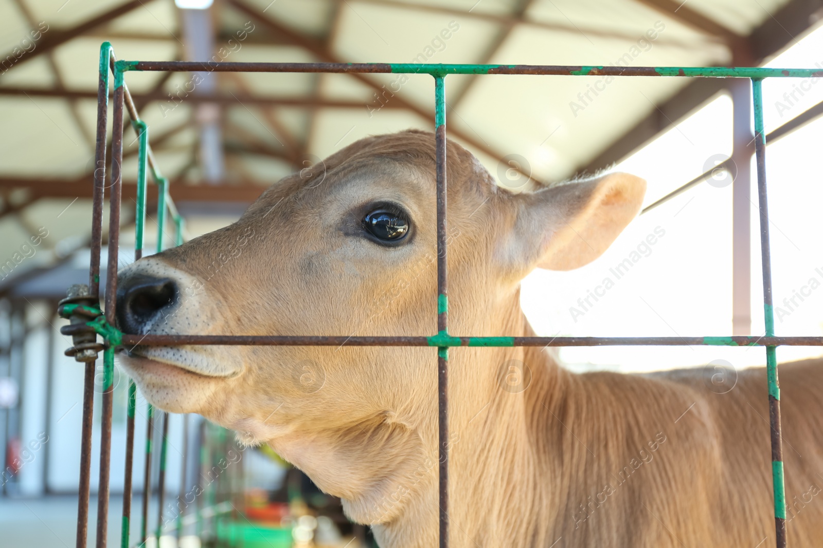 Photo of Pretty little calf behind fence on farm, closeup. Animal husbandry