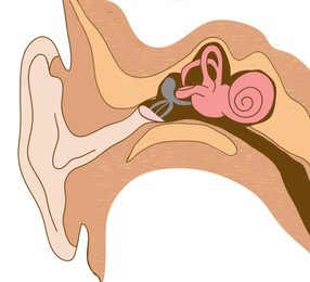 Anatomy of human ear on white background. Illustration