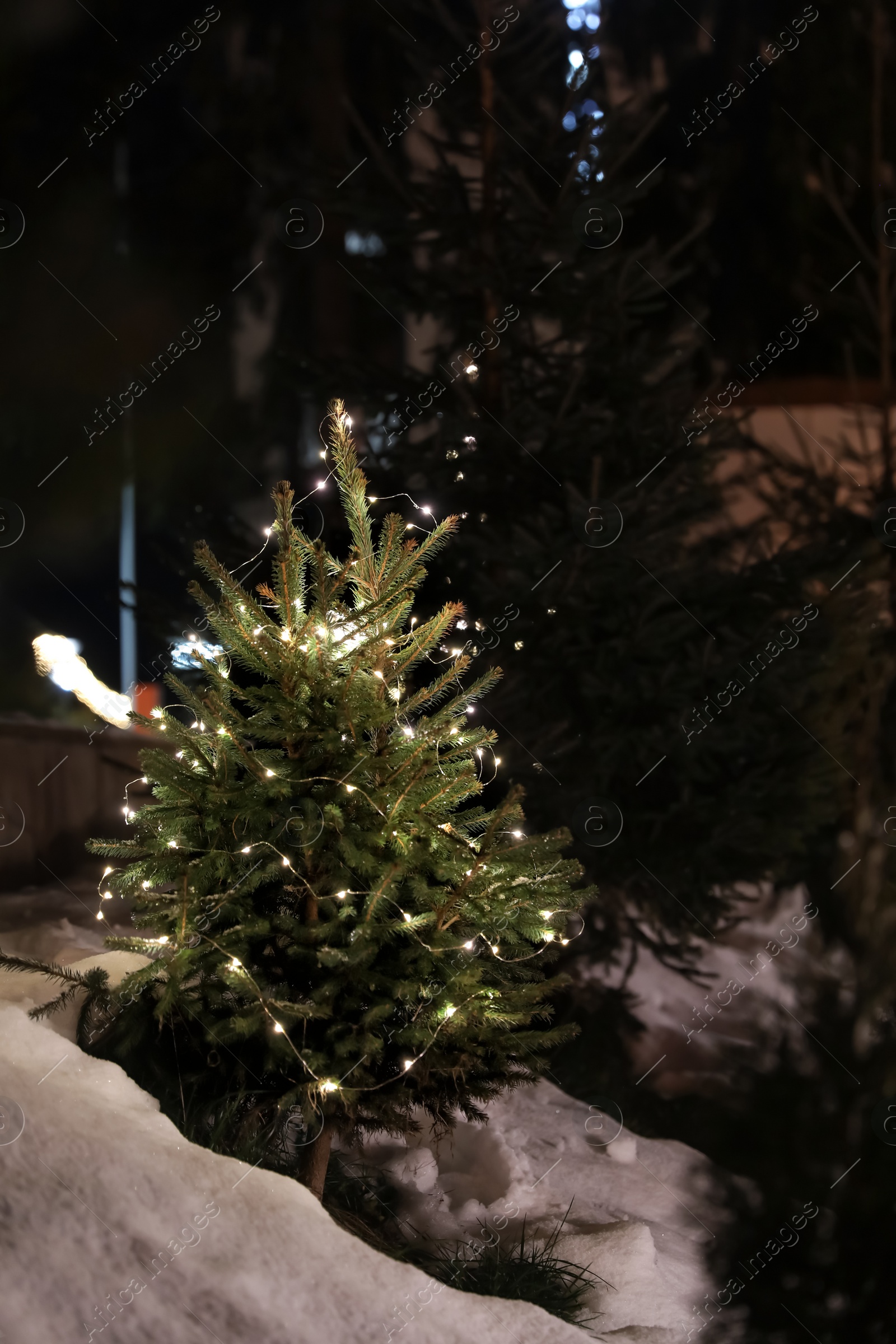 Photo of Beautiful conifer tree with glowing Christmas lights in snow drift on street. Winter holiday