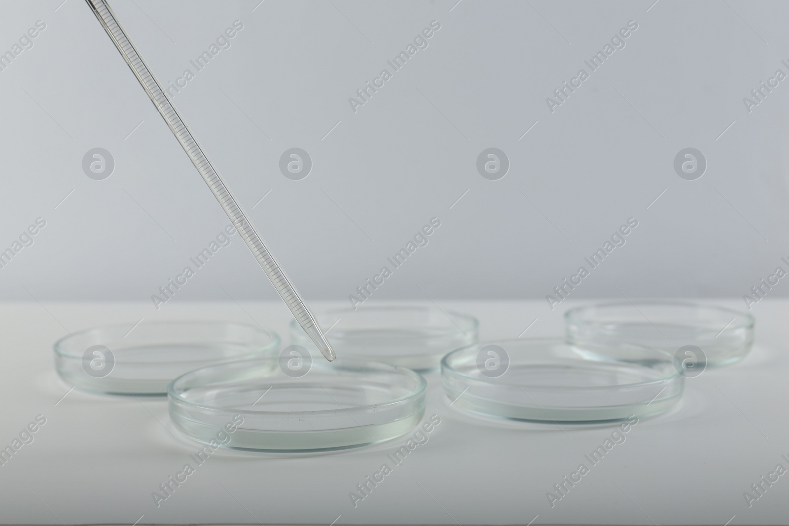 Photo of Pipette over petri dish on light background